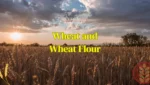 DLY TradeLink Wheat