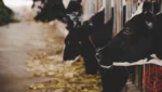 Argentina export duty elimination agroindustrial competitiveness